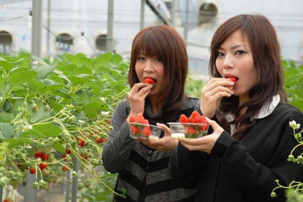 【福井県内発】 国内最大級のなばなの里イルミネーションと熱田神宮・蒲郡いちご狩り食べ放題2日間3